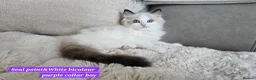 Ragdoll cats for sale:  GCCF Ragdolls kittens  - Advert 2