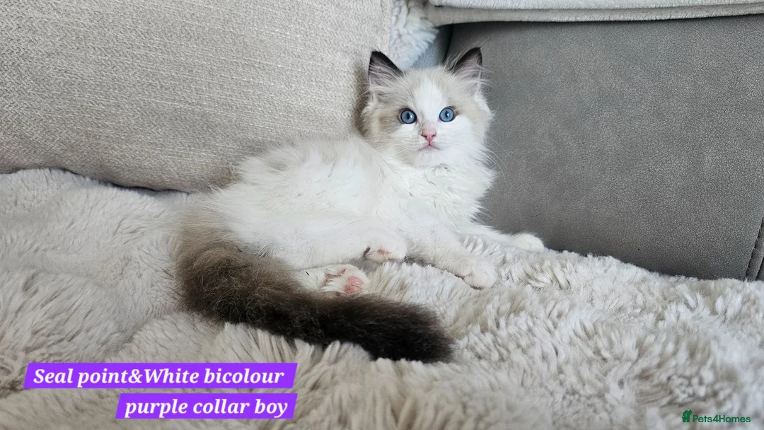Ragdoll cats for sale:  GCCF Ragdolls kittens  - Advert 2