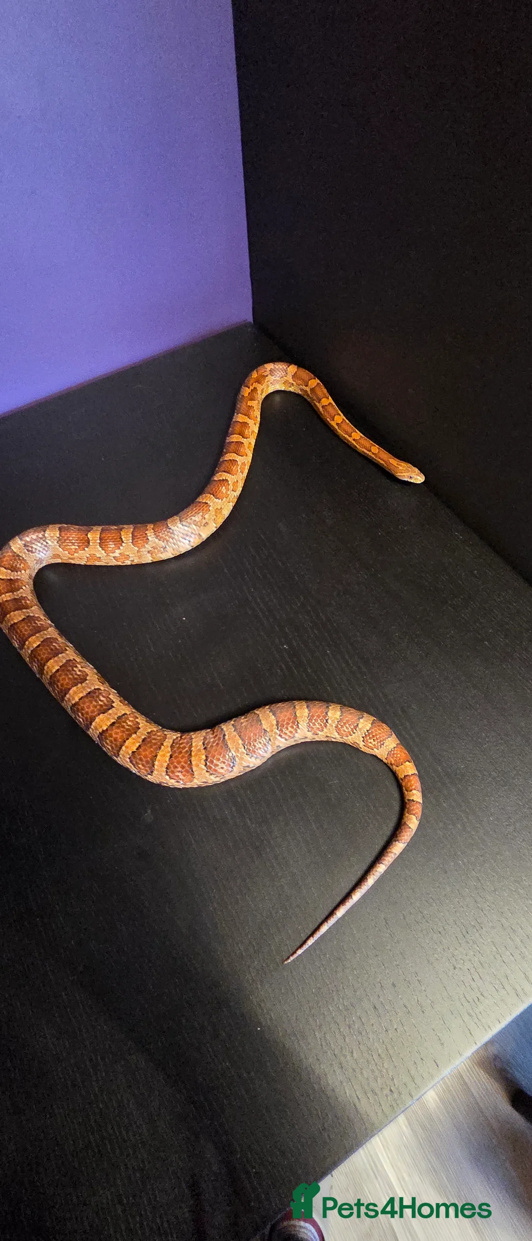 Corn Snake reptiles for sale: Cornsnakes normal lavender hypo fire tessera - Advert 11