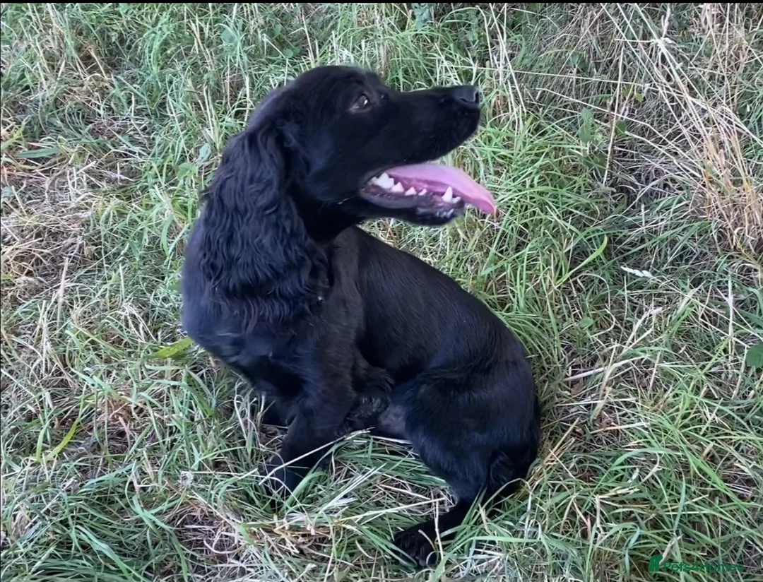 Cocker Spaniel dogs for sale: Beautiful working cocker spaniels - Advert 2