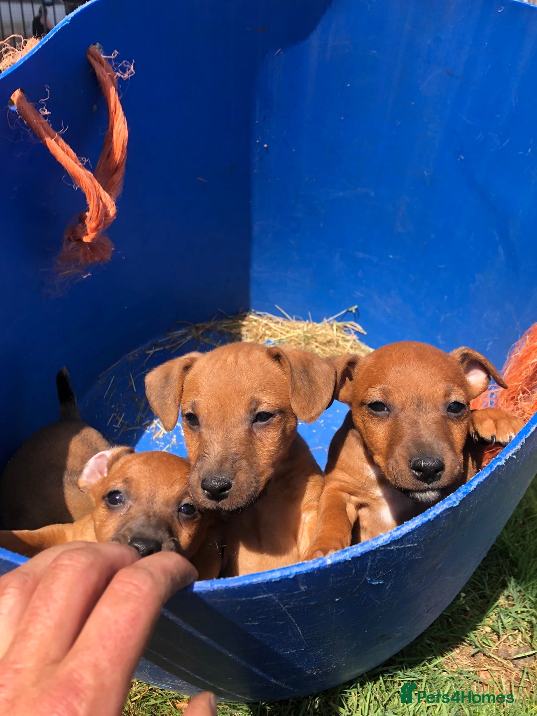 Lakeland Terrier dogs for sale: Lakeland terrier puppies - Image 1