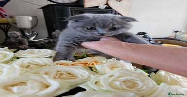 Scottish Fold cats - Advert 7
