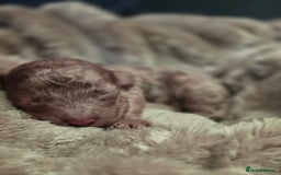 Cockapoo dogs for sale: ✨ Beautiful F2 Multi-Gen Cockapoo Puppies 4 Left - Image 21