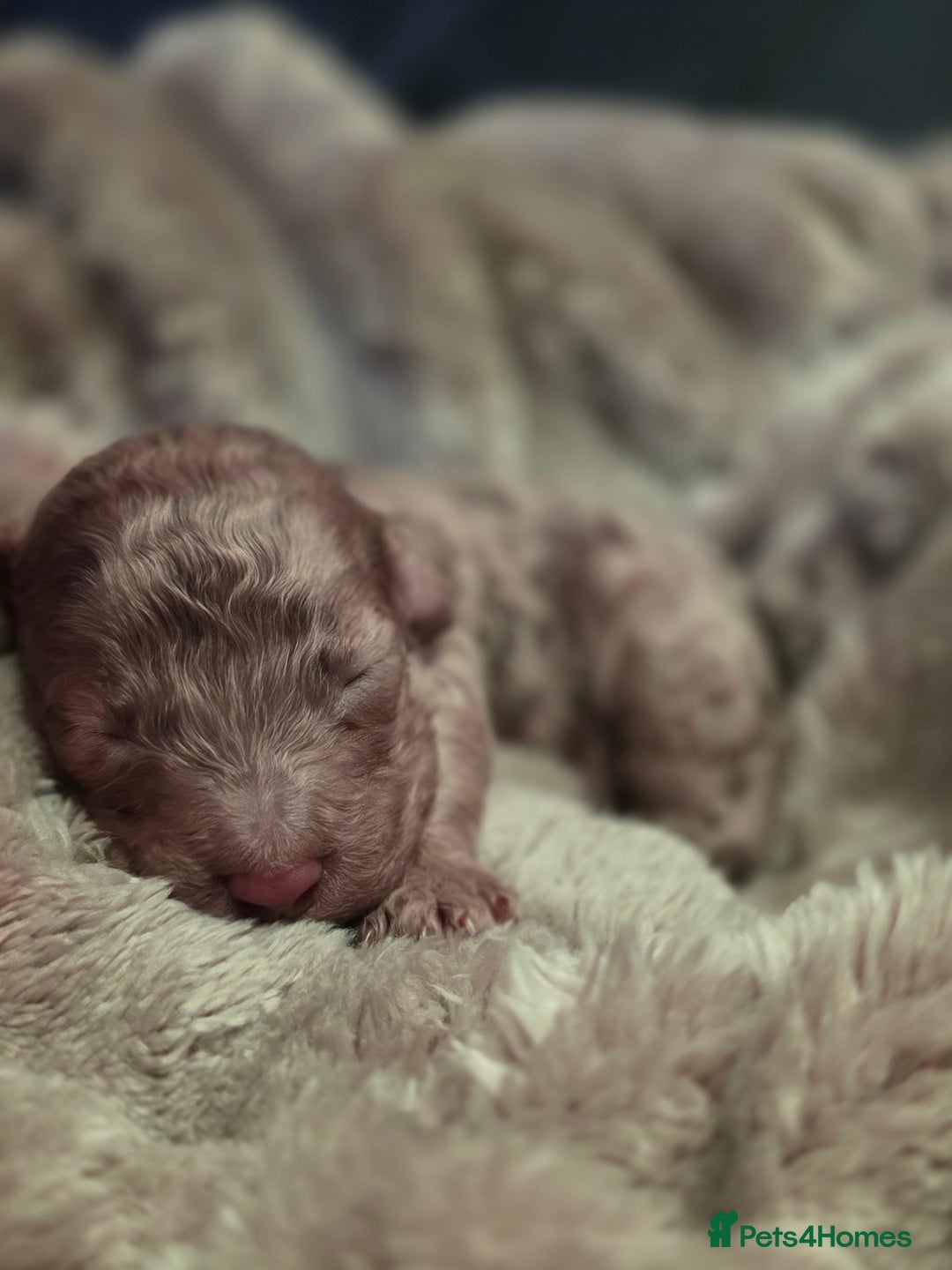 Cockapoo dogs for sale: ✨ Beautiful F2 Multi-Gen Cockapoo Puppies 4 Left - Image 21