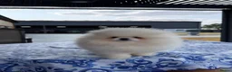 Pomeranian dogs for sale: SHOW QUALITY KOREAN WHITE POMERANIAN PUPPIES  - Advert 7