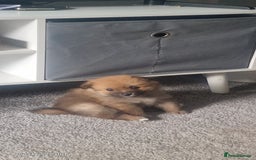 Pomeranian dogs for sale: Gorgeous Pomeranian puppies for sale - Image 12