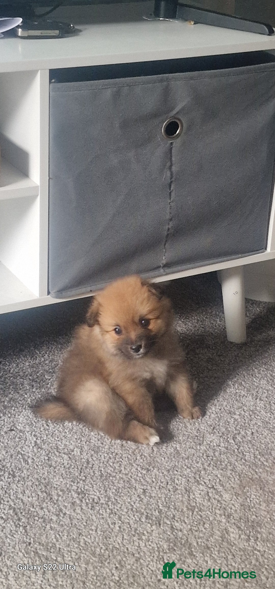 Pomeranian dogs for sale: Gorgeous Pomeranian puppies for sale - Image 12
