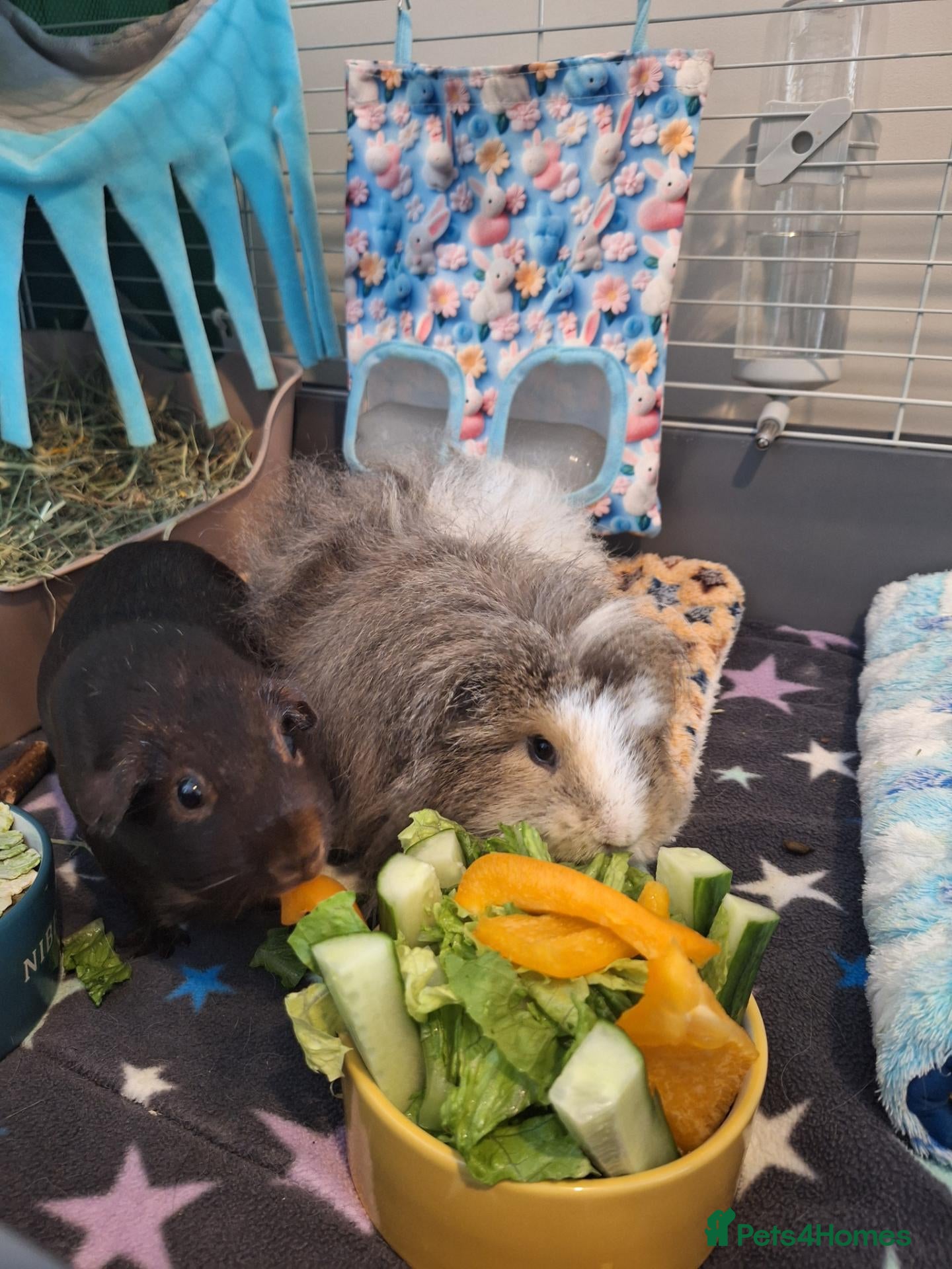 Guinea Pig rodents for sale: 1 Neutered Boy and 1 Girl Bonded Pair Guinea Pigs - Advert 1