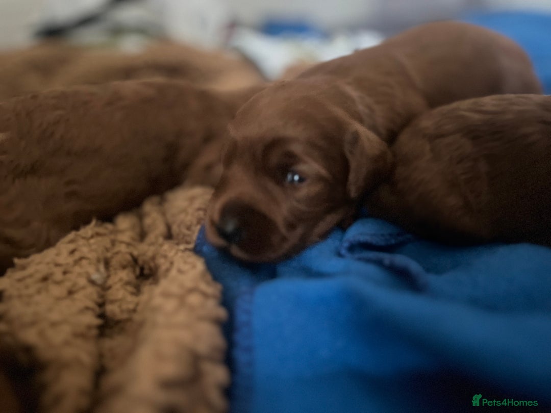 Cockapoo dogs for sale: Red Cockapoo 🐶 F1B looking for loving home 🥰 in London - Image 15