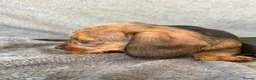 Miniature Dachshund dogs for sale: Beautiful wire miniature dachshund puppies 4 sale - Advert 35