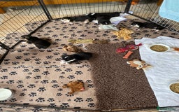 Welsh Corgi Cardigan dogs for sale: WELSH CARDIGAN CORGI BABIES FROM 5 ⭐ LICENSED HOME - Image 16