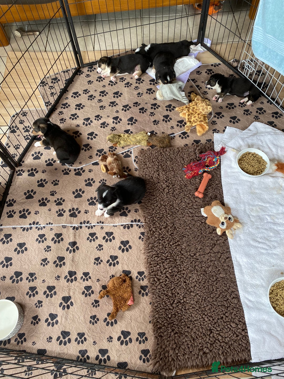 Welsh Corgi Cardigan dogs for sale: WELSH CARDIGAN CORGI BABIES FROM 5 ⭐ LICENSED HOME - Image 16