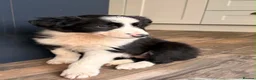 Border Collie dogs for sale: Beautiful Border Collie Puppies  - Advert 8