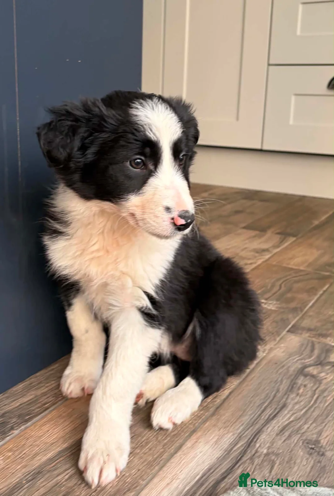 Border Collie dogs for sale: Beautiful Border Collie Puppies  - Advert 8