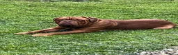 Dogue De Bordeaux dogs for sale: 10 Dogue de Bordeaux puppies for sale  in Maidstone - Advert 19