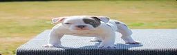 Old Tyme Bulldog dogs for sale: 23 years 5⭐️licensed Registered Breeder.  - Advert 9