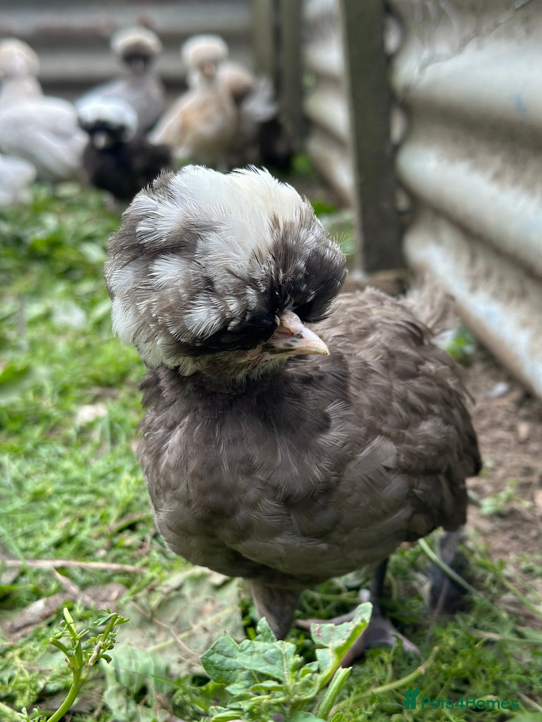 Chickens poultry for sale: Chickens hens polish baby young bantam  in Wimborne - Image 17