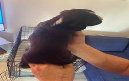 Mixed Breed dogs for sale: Cocker spaniel x border collie pups - Image 6