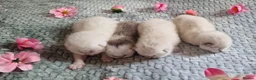 British Shorthair cats for sale: 💖GOLDEN & SILVER BSH & BLH KITTENS💖 - Advert 10