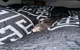 Ragdoll cats for sale: Beautiful ragdoll x domestic shorthair kittens - Image 15