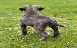 Cane Corso dogs for sale: Cane corso puppy  - Image 5