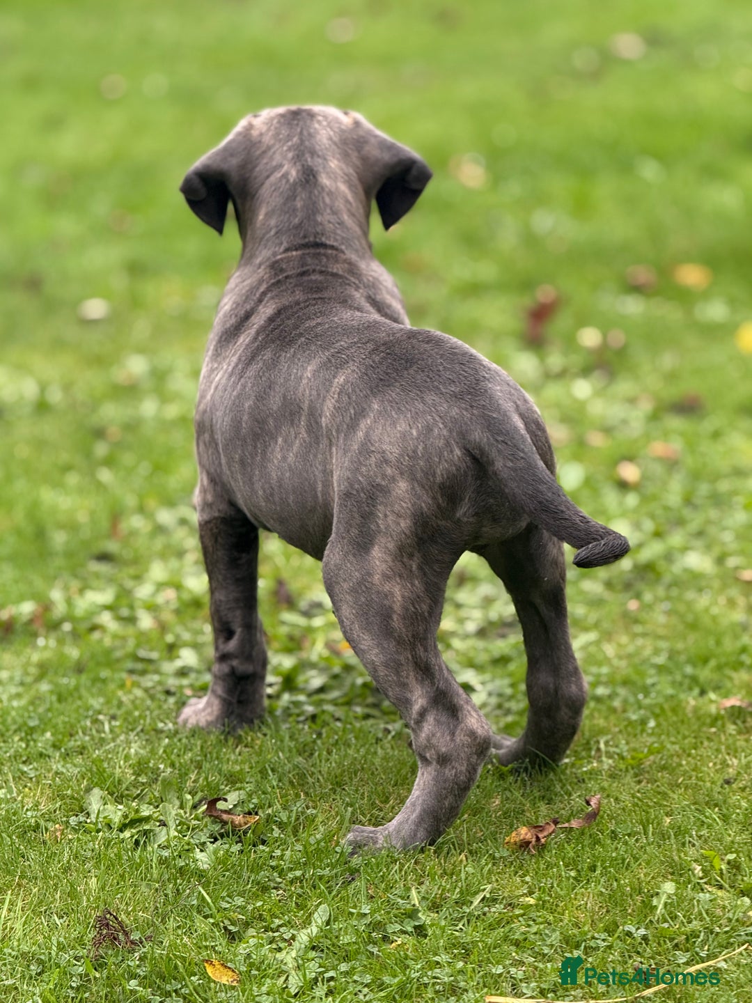 Cane Corso dogs for sale: Cane corso puppy  - Image 5