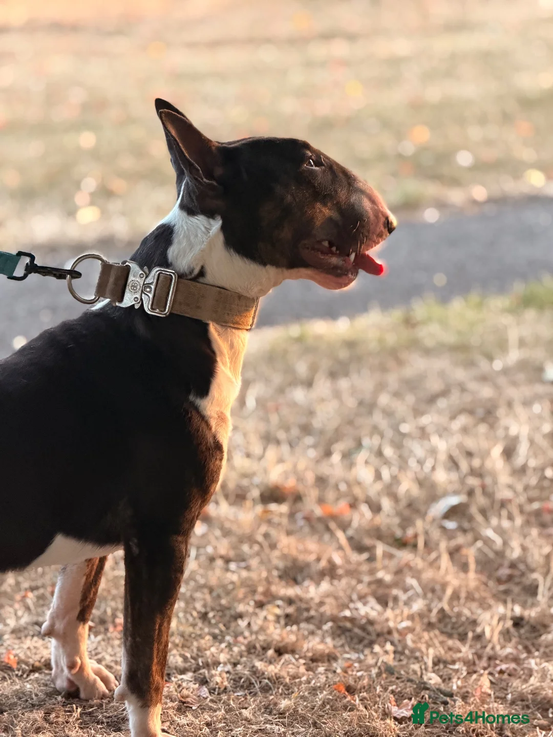 English Bull Terrier dogs for stud: Tri English bull terrier stud proven - Advert 2
