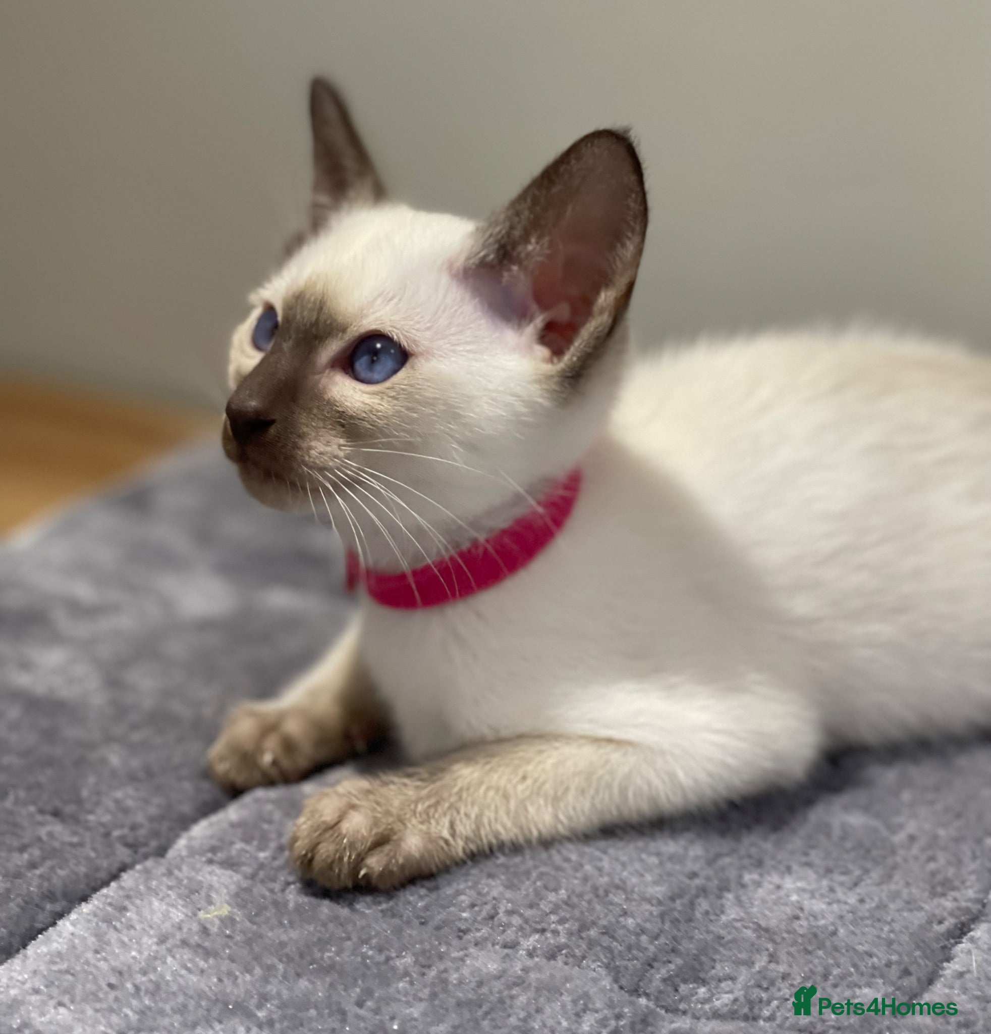 Siamese cats GCCF Registered Traditional Siamese Kittens.  - Advert 2