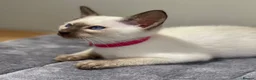 Siamese cats for sale: GCCF Registered Traditional Siamese Kittens.  - Advert 2