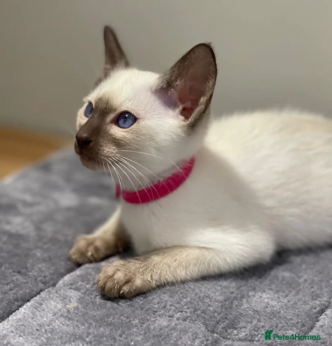 Siamese cats for sale: GCCF Registered Traditional Siamese Kittens.  - Advert 2