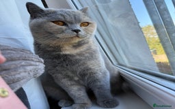 British Shorthair cats for sale: Brittish shorthair female GCCF - Advert 2