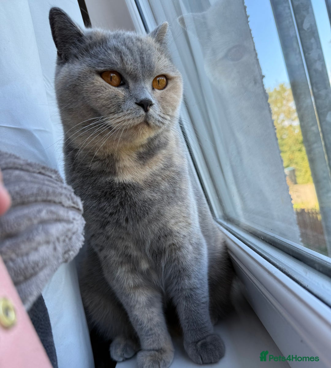 British Shorthair cats for sale: Brittish shorthair female GCCF - Advert 2