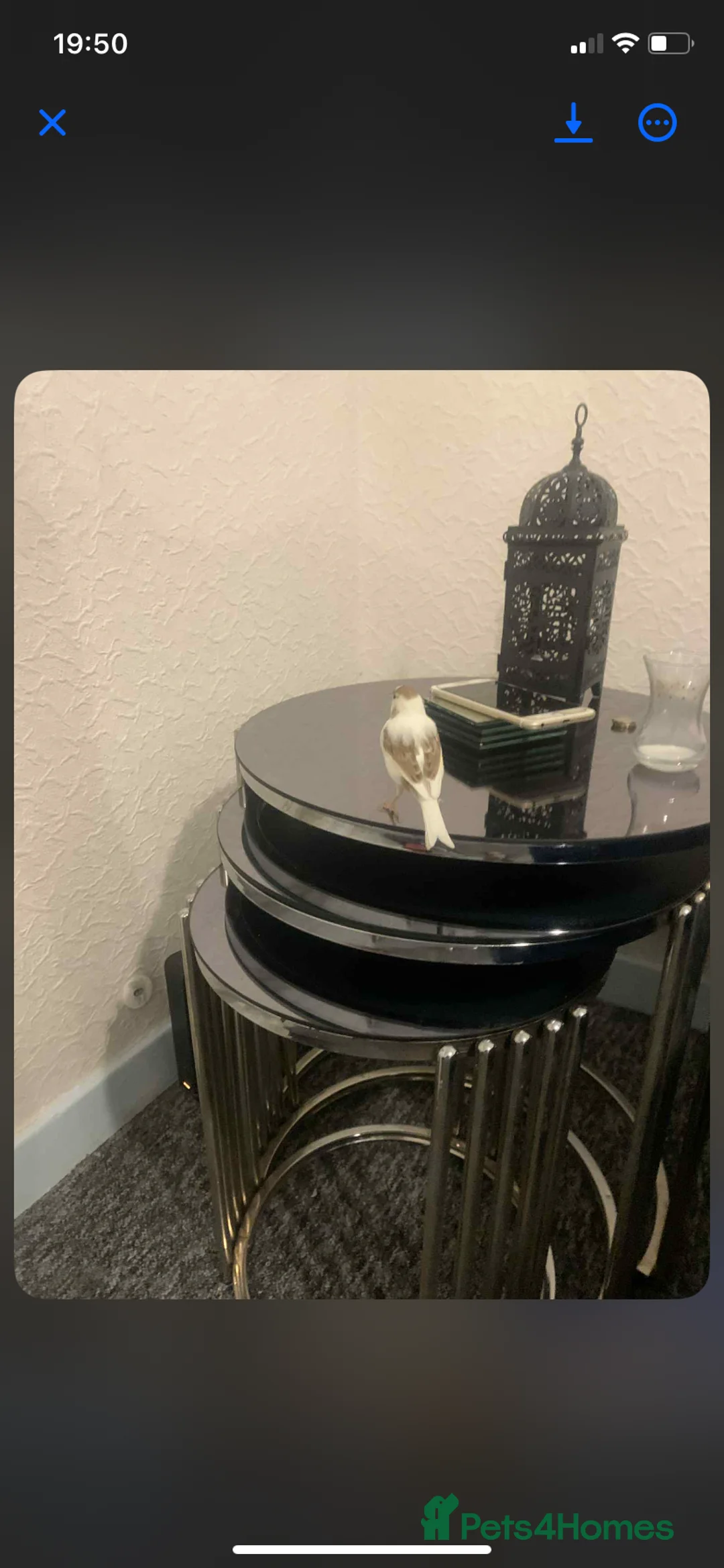 Canaries birds for sale: Fife Border Canaries  - Advert 9