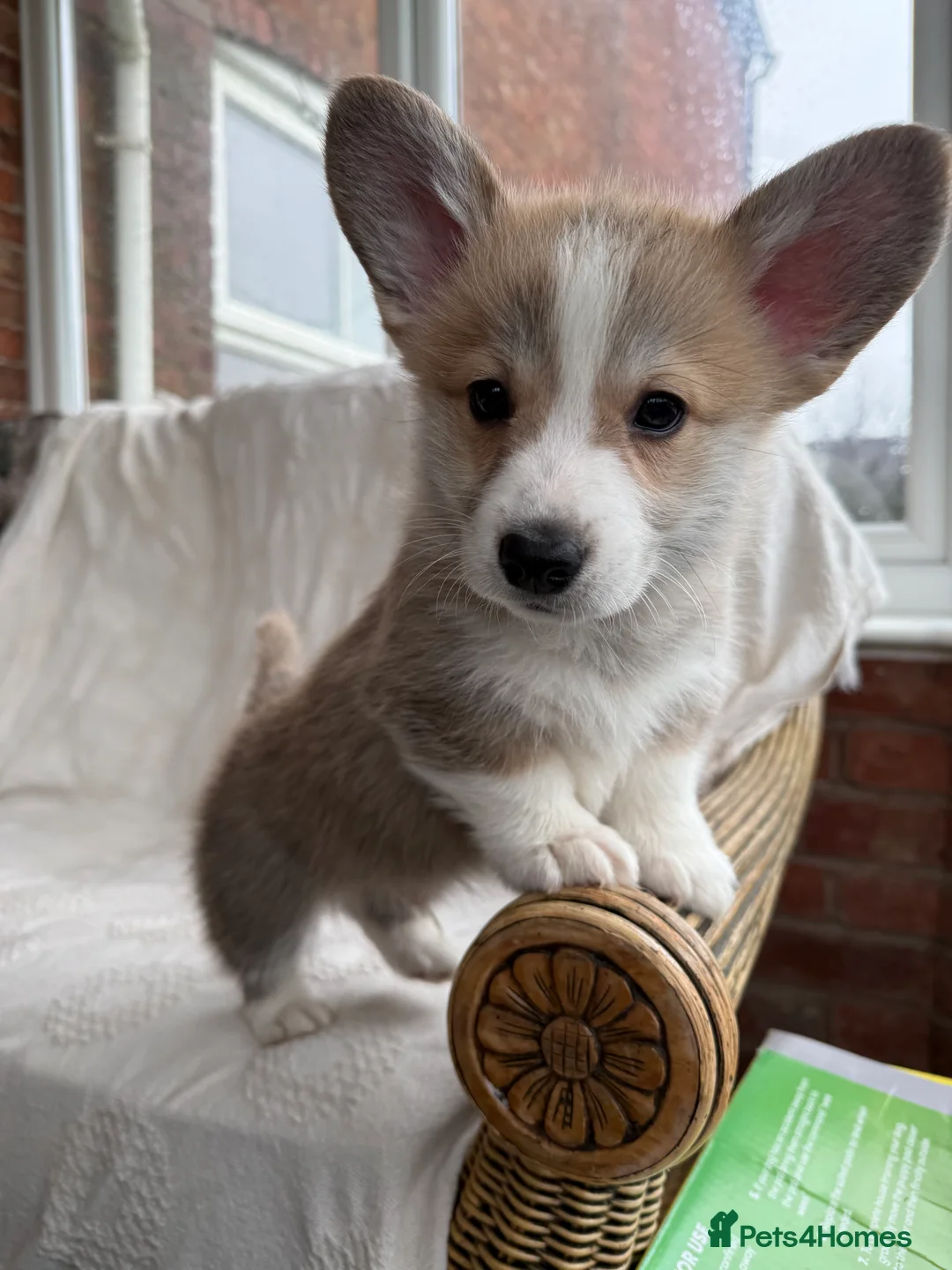Welsh Corgi Pembroke dogs for sale: KC PREMBROKESHIRE CORGI'S- LAST ONE REMAINING  - Advert 1