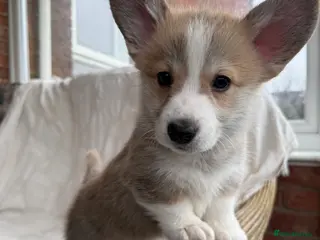 Welsh Corgi Pembroke dogs KC PREMBROKESHIRE CORGI'S- LAST ONE REMAINING - Advert 3