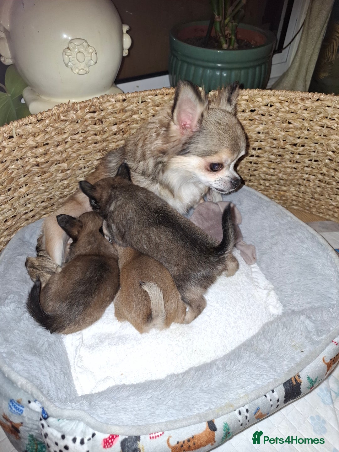 Chihuahua dogs for sale: Beautiful full pedigree chihuahua boy x1  - Advert 4