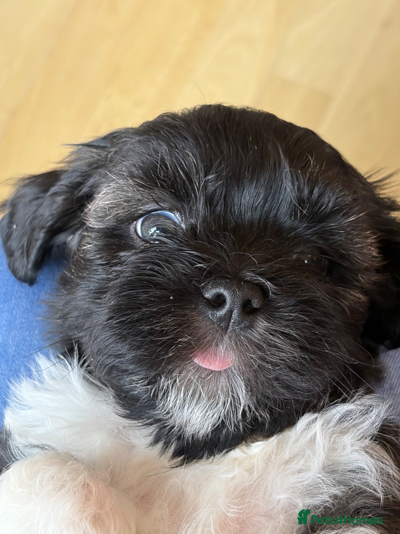 Lhasa Apso dogs Lhasa Apso puppies  - Advert 16