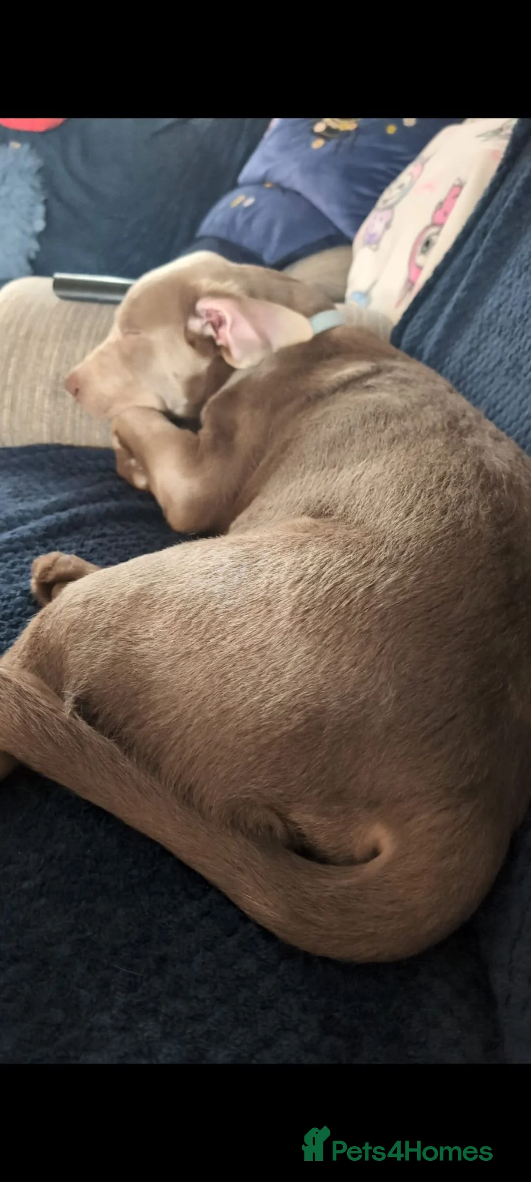 Labrador Retriever dogs for sale: 10 month old silver KC labrador  in Basildon - Advert 3