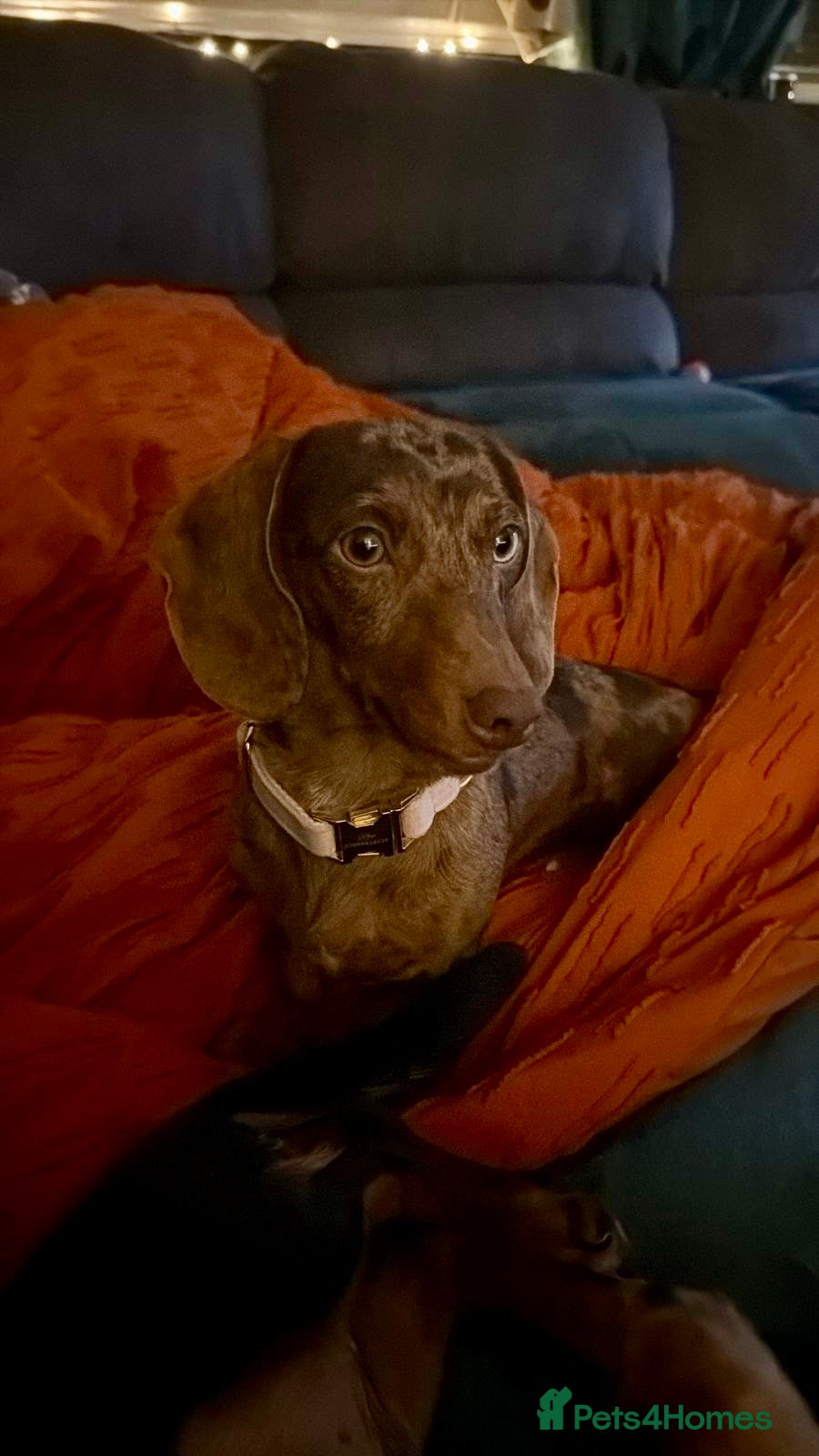 Miniature Dachshund dogs Three miniature dachshunds - Advert 1