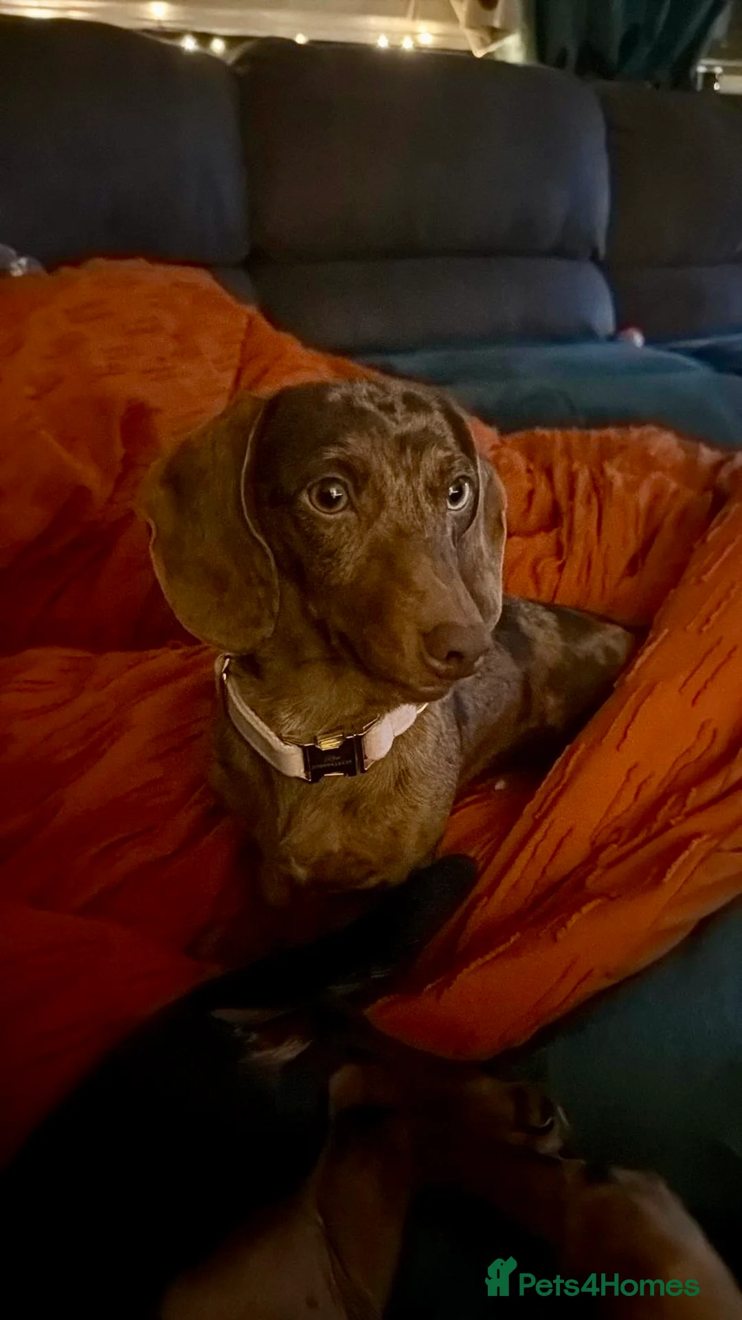 Miniature Dachshund dogs for sale: Three miniature dachshunds in Carmarthen - Advert 1