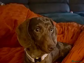 Miniature Dachshund dogs Three miniature dachshunds - Advert 1