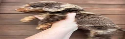 Cockapoo dogs for sale: Beautiful F1 Cockapoo Puppies 🧡 - Advert 9