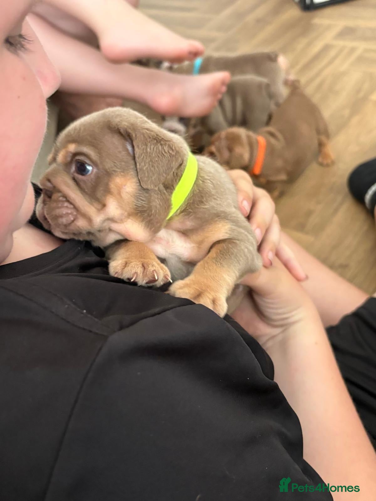 English Bulldog dogs English Bulldog puppies - Advert 4