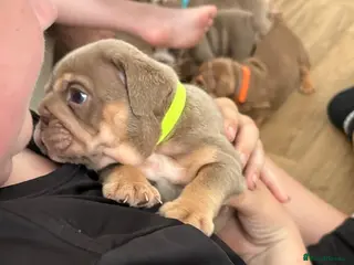 English Bulldog dogs English Bulldog puppies - Advert 4