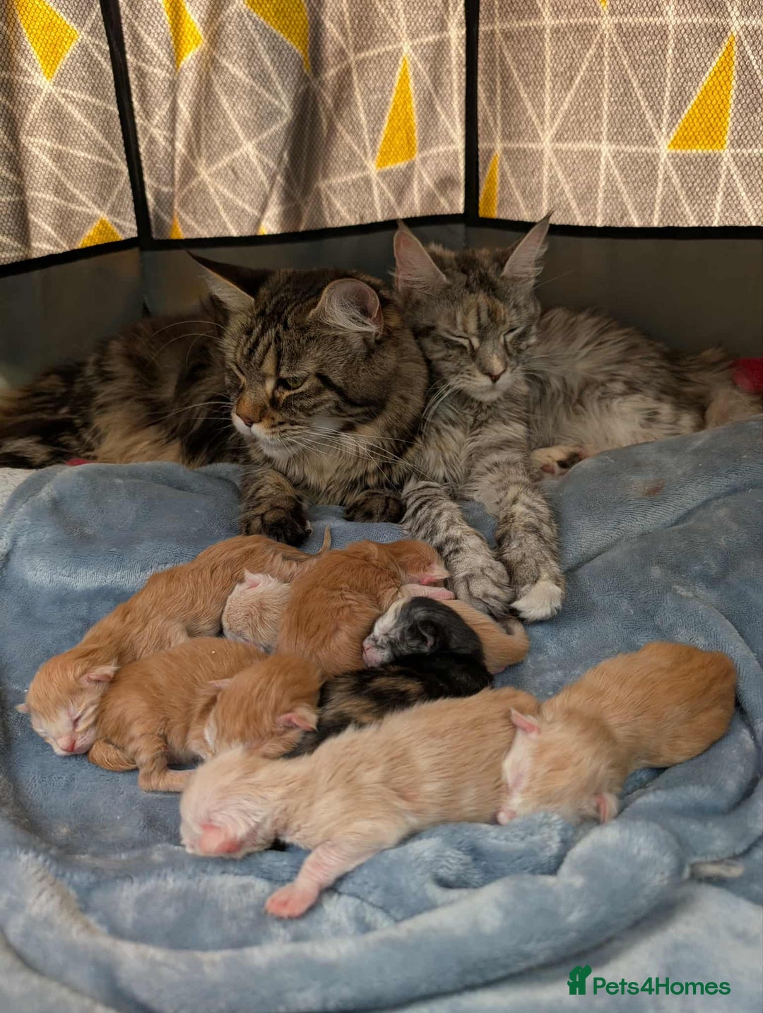 Maine Coon cats for sale: Brother and sister Maine coon kitten - Image 5