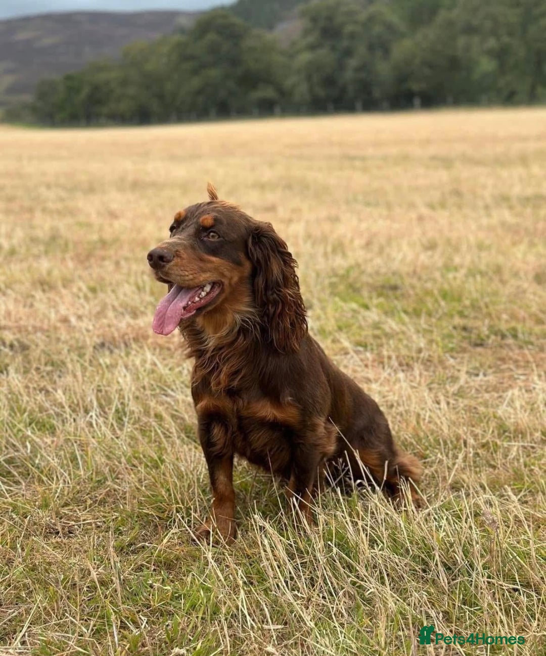 Cocker Spaniel dogs for sale: Stunning KC reg working cocker spaniel puppies  - Advert 8