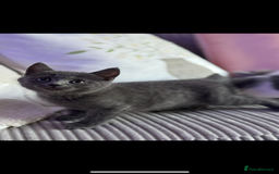 British Shorthair cats for sale: Beautiful British short hair cross kittens - Advert 11