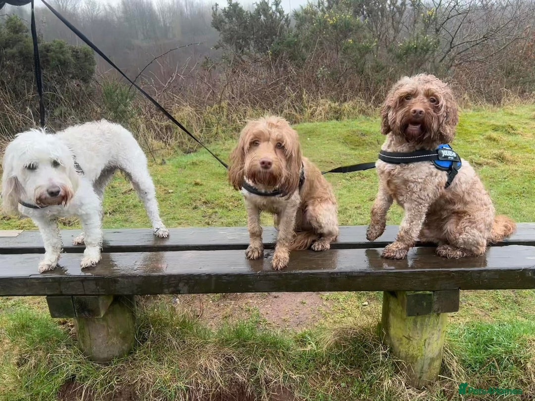 Cockapoo dogs for sale: Cockapoos for sale.  - Advert 35