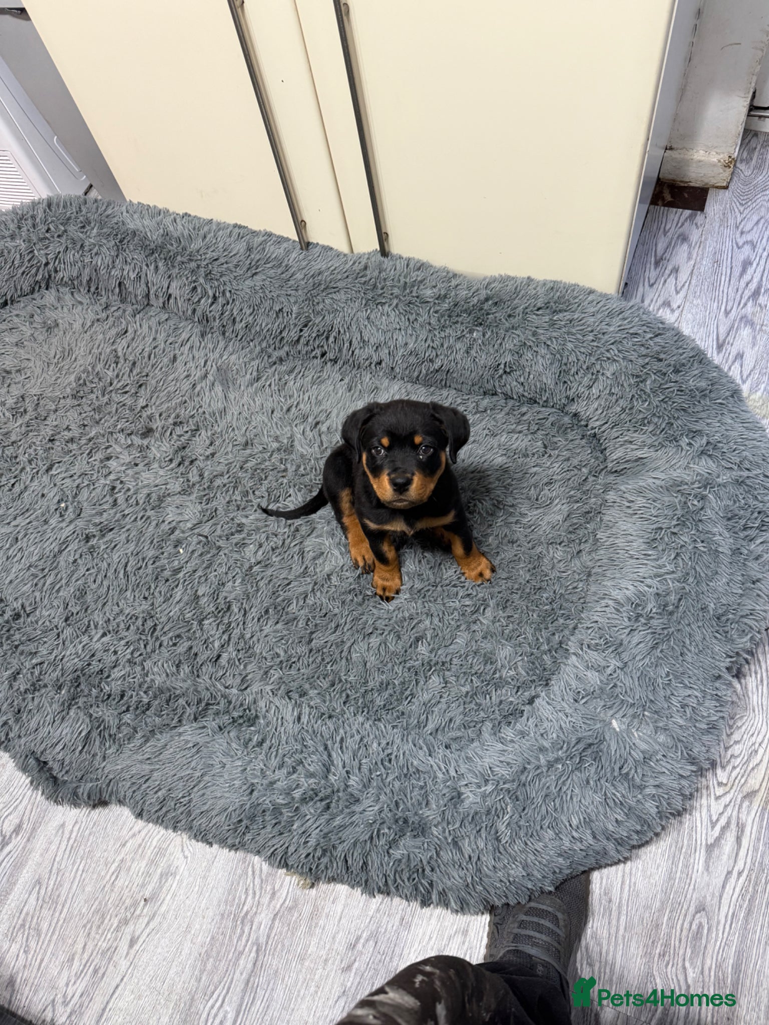 Rottweiler dogs 1 beautiful Girl Rottweiler pups left! - Advert 4
