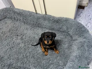 Rottweiler dogs 1 beautiful Girl Rottweiler pups left! - Advert 4